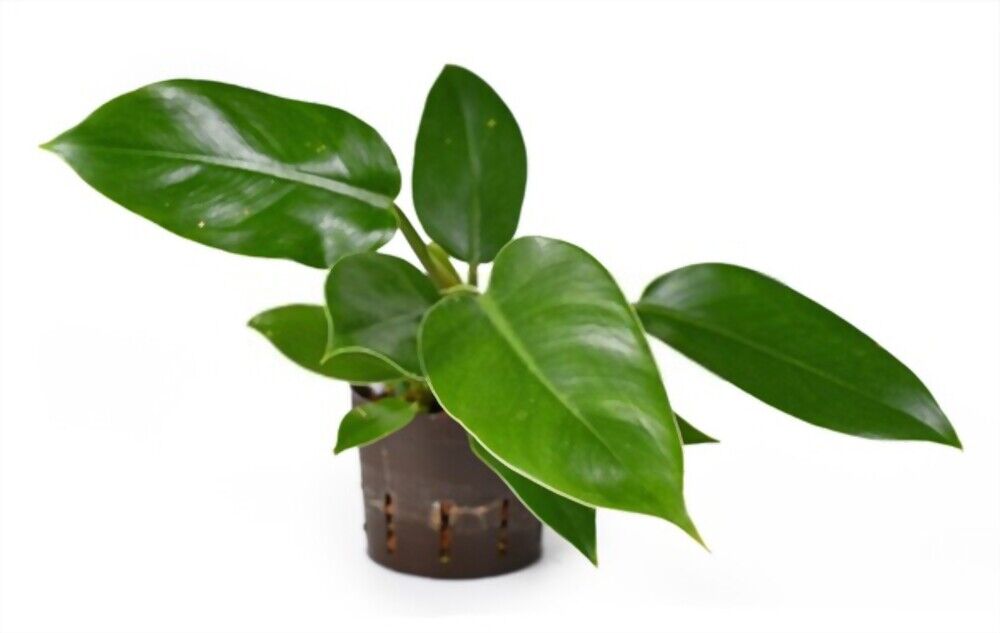 Philodendron Imperial Green Care 2022 - Secret Tips For Every Gardeners - Golden Garden