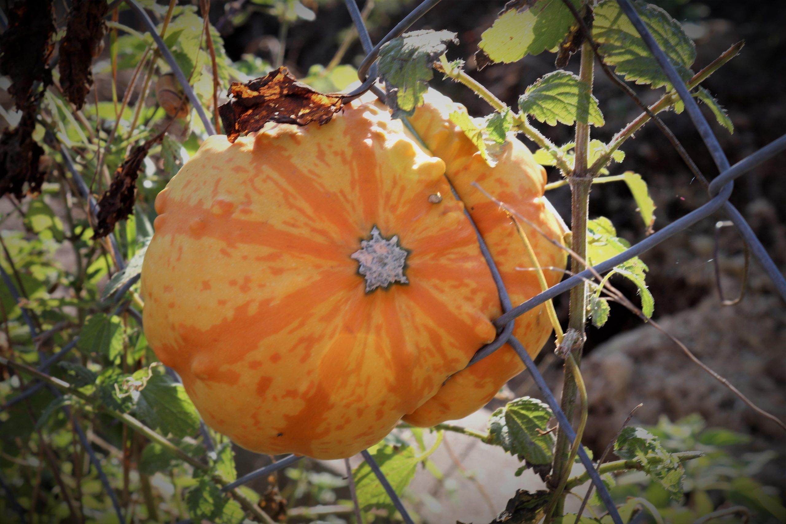fall, pumpkin, decoration