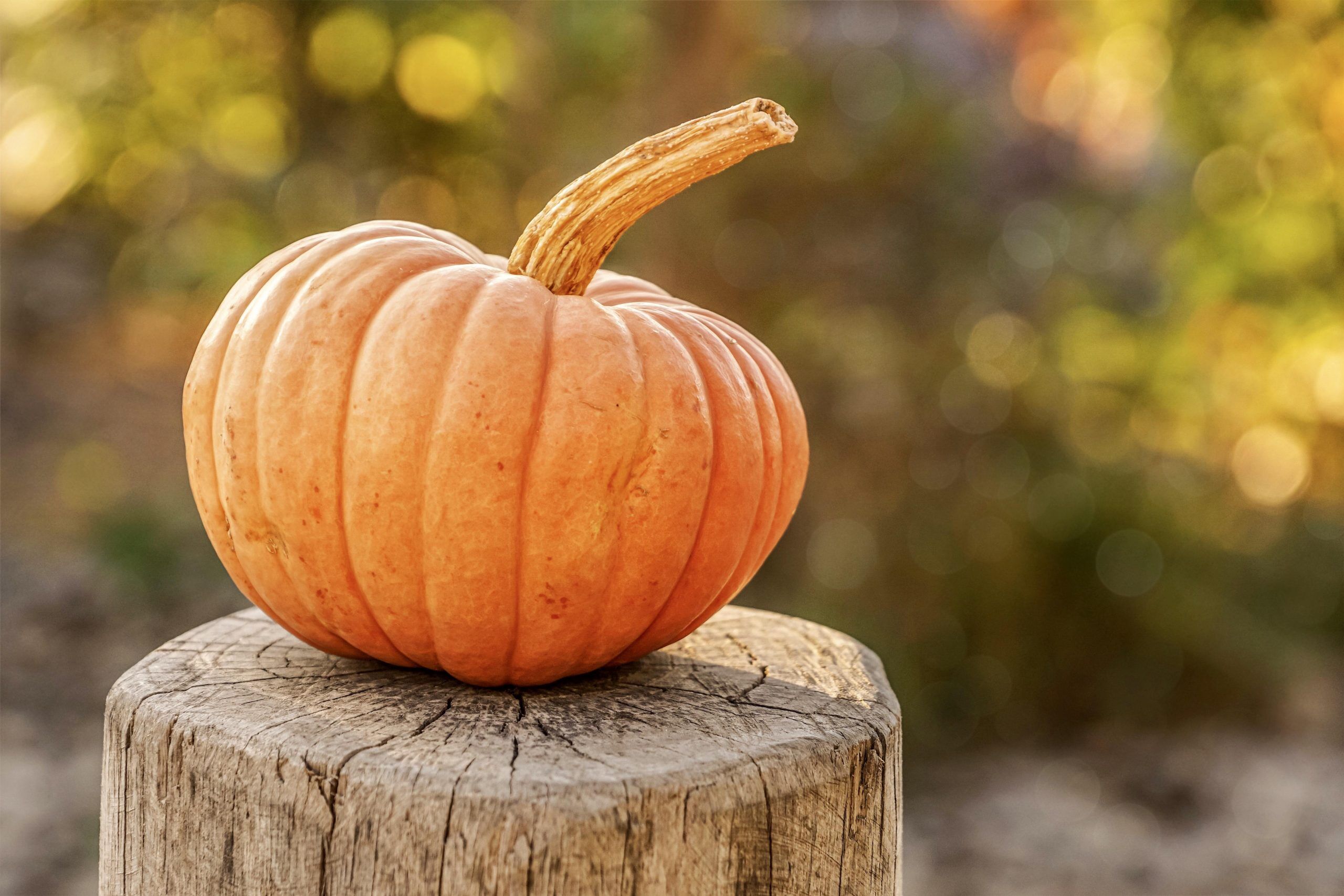 harvest, pumpkin, autumn