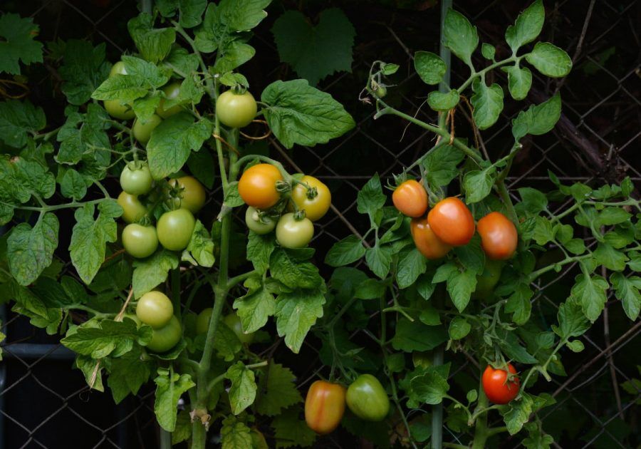 tomatoes, vine tomatoes, garden