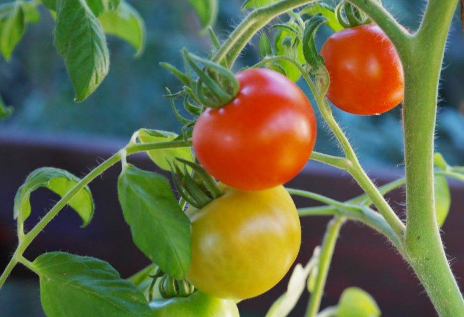 vine tomatoes, tomatoes, tomato bush